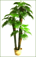 Decorative Plant - Cow Palm