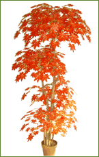 Decorative Plant - Maple